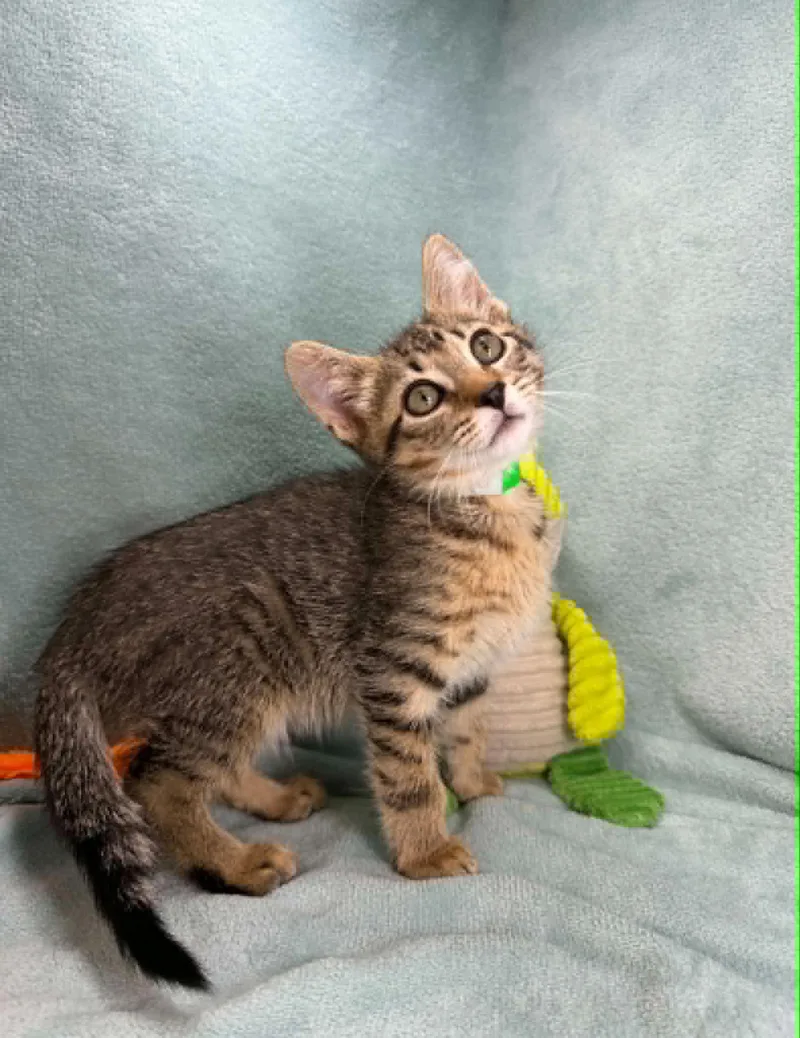 A young medium-sized male Tabby (Brown / Chocolate) Domestic Short Hair cat named Elijah for adoption in Tavares, FL