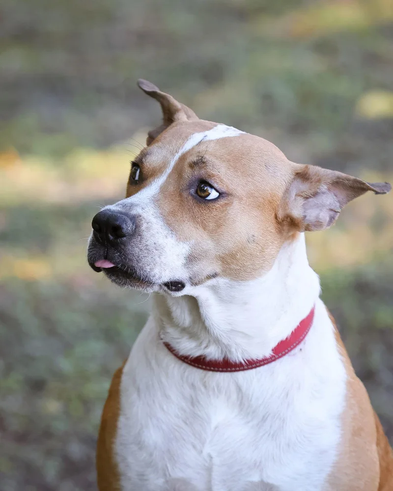 Handsome thumbnail 2