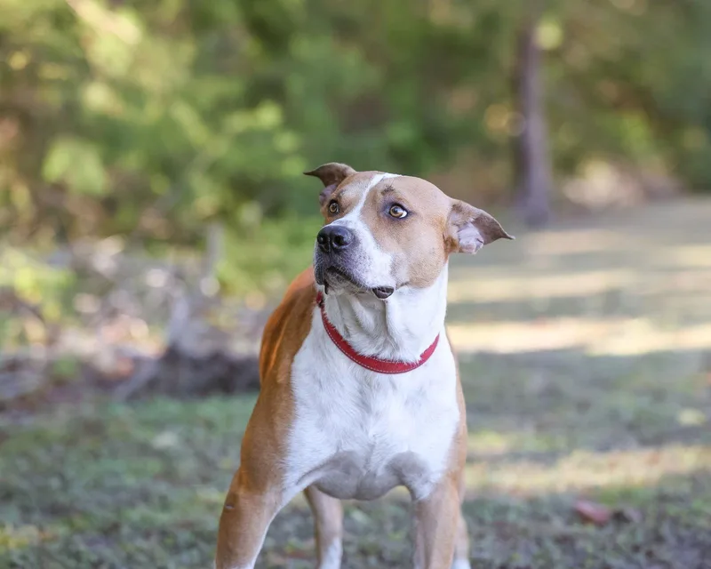 Handsome thumbnail 3