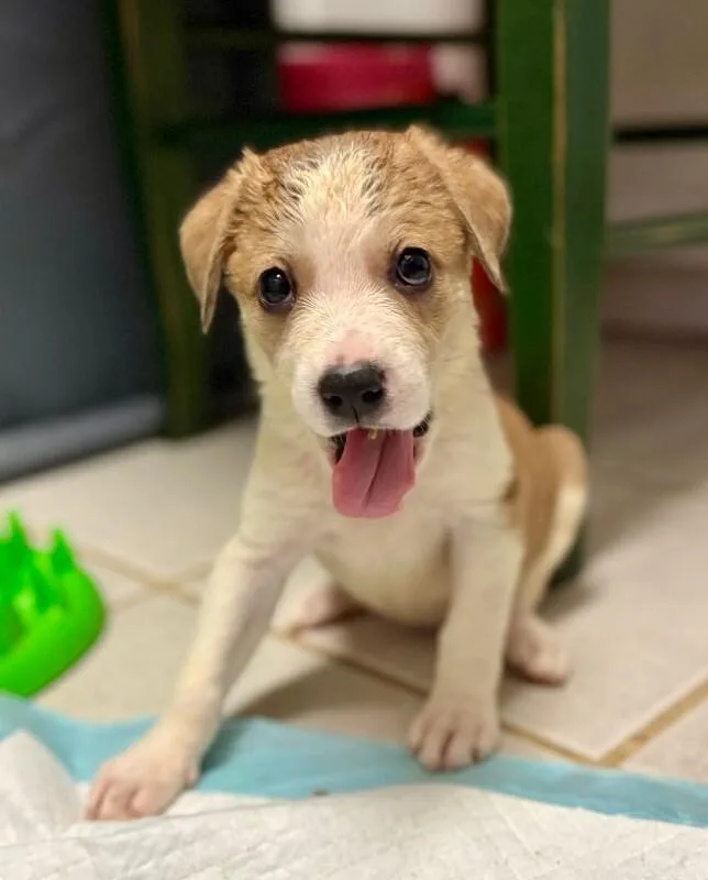 A young medium-sized female Labrador Retriever dog named Cera for adoption in Valley Village, CA