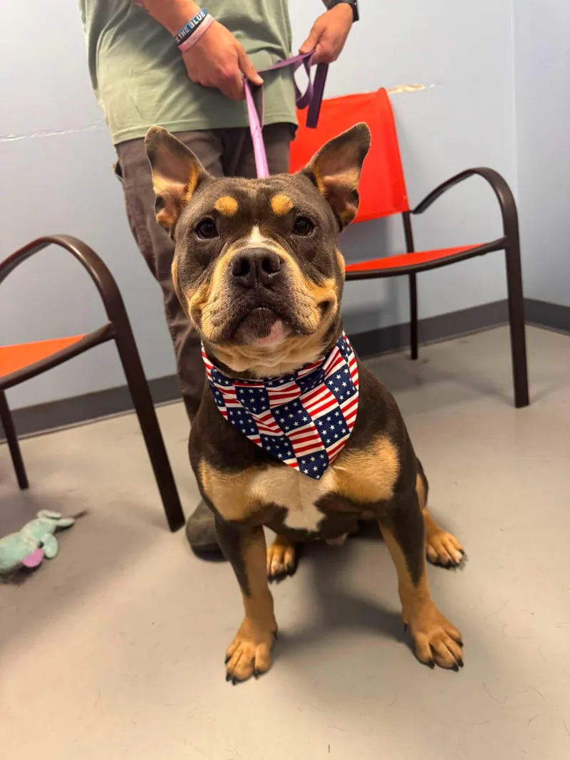 A young large-sized male Gray / Blue / Silver American Bully dog named Mr. Wilson for adoption in Zanesville, OH