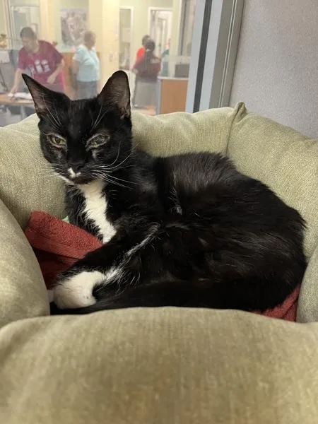 Mittens