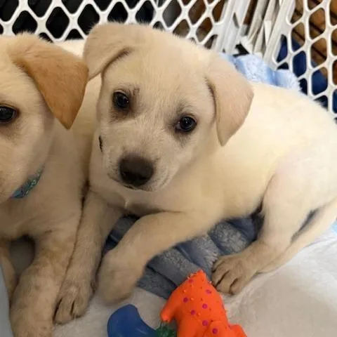A baby medium-sized male White / Cream Yellow Labrador Retriever dog named Bran for adoption in Normal, IL