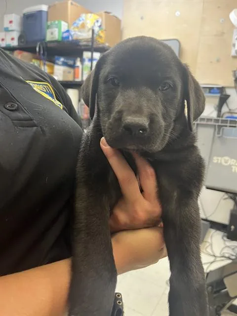 A baby small-sized male Labrador Retriever dog named Tonka for adoption in Corpus Christi, TX