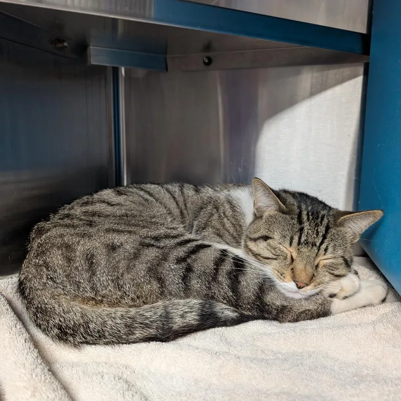 An adult medium-sized male Brown / Chocolate Domestic Short Hair cat named Tom Foolery for adoption in Brookfield, WI