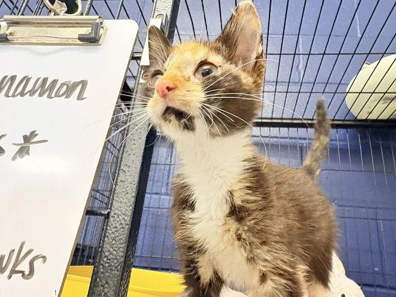 A baby medium-sized female Domestic Short Hair cat named Cinnamon for adoption in Athens, AL