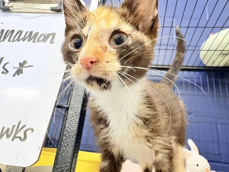 Cinnamon thumbnail 3