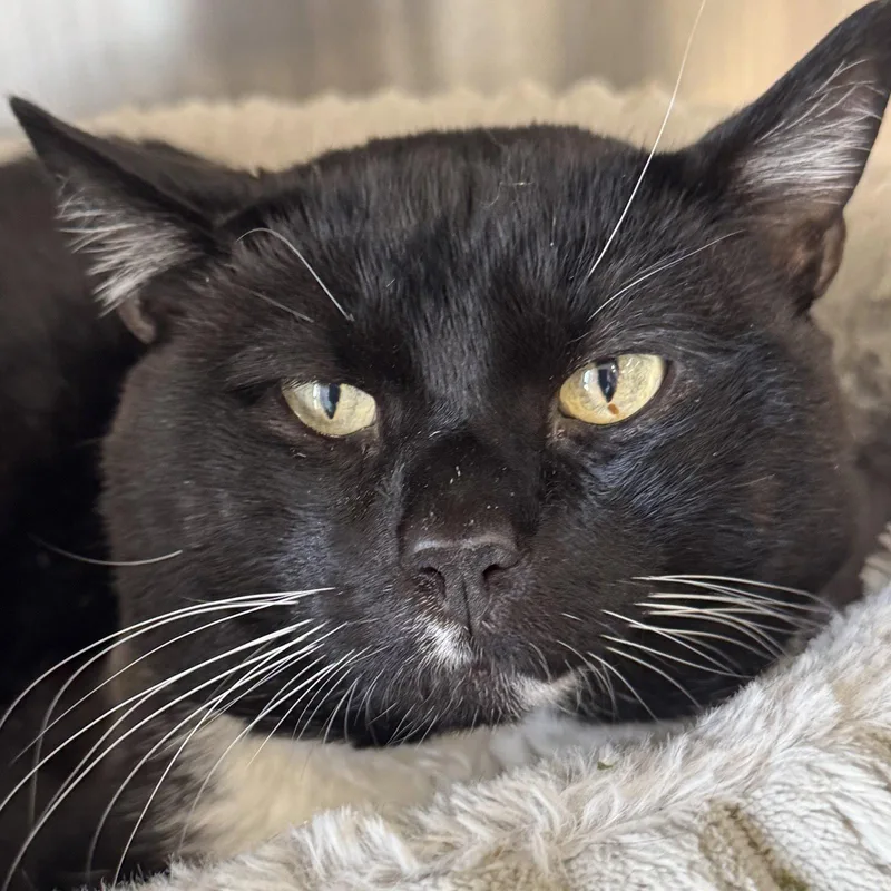 An adult large-sized male Domestic Short Hair cat named Rocky for adoption in Winchendon, MA