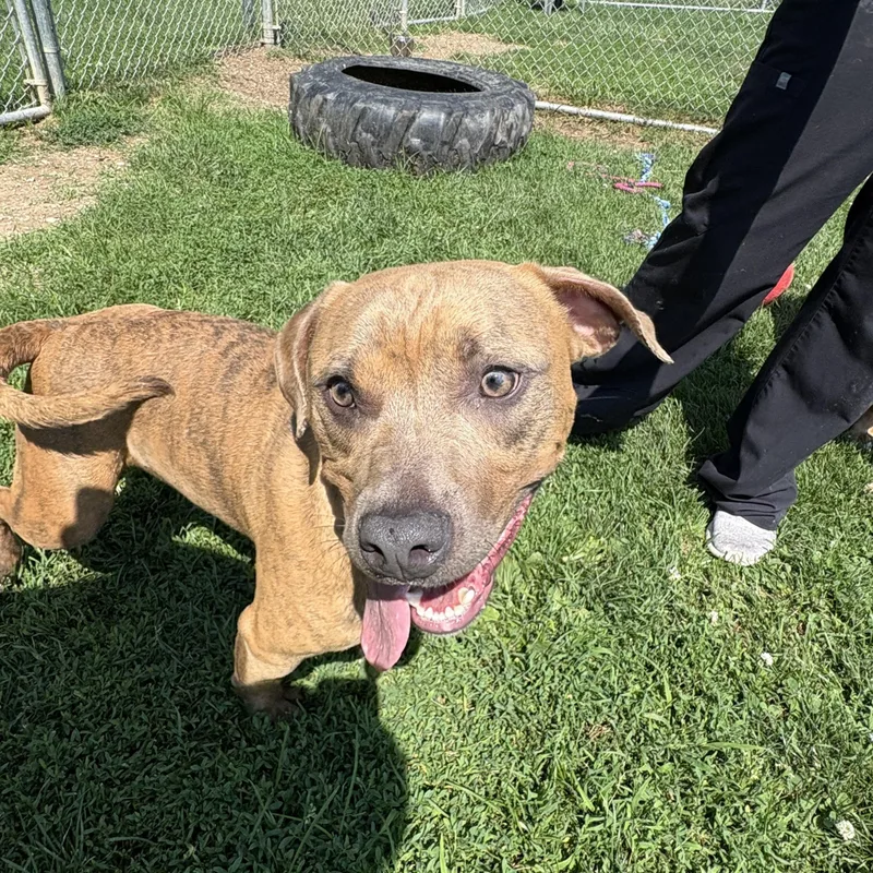 A young medium-sized male Brindle Pit Bull Terrier dog named Earl for adoption in Benton Harbor, MI