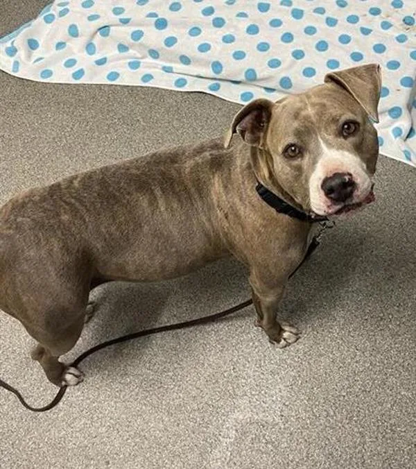 An adult medium-sized female Pit Bull Terrier dog named Goose for adoption in Escondido, CA