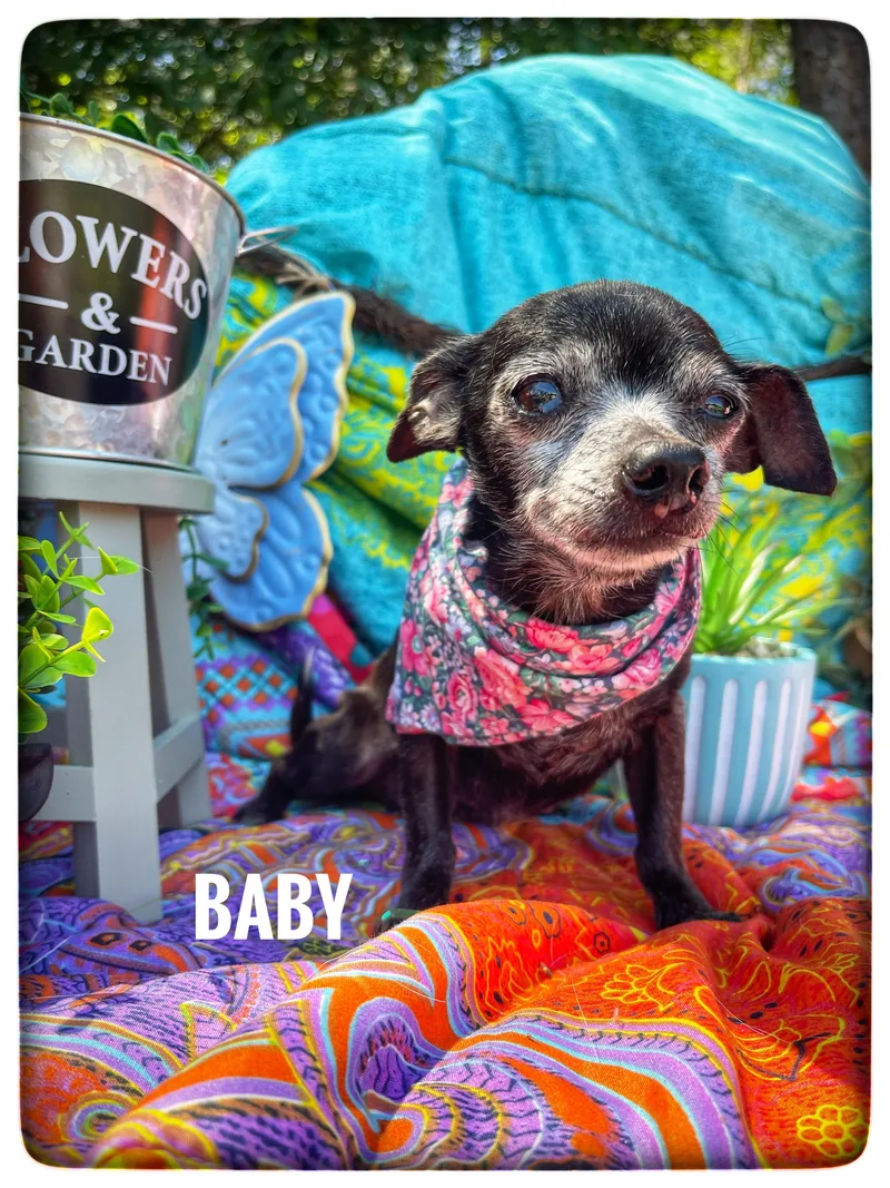 A senior small-sized female Chihuahua dog named Baby for adoption in Sebring, FL