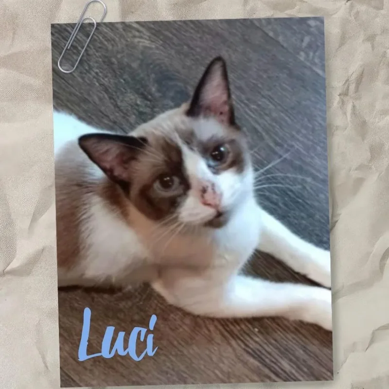 A young small-sized female White Siamese cat named Lucy for adoption in League City, TX