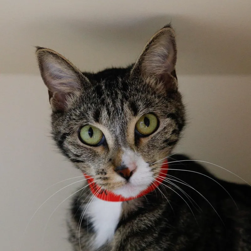 An adult medium-sized female Domestic Short Hair cat named Luna for adoption in Tampa, FL