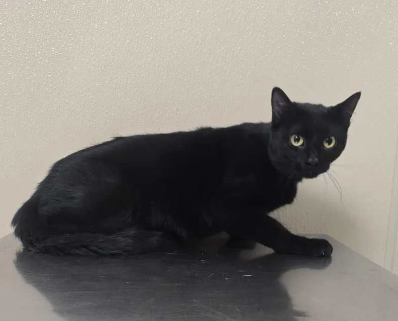A young medium-sized male Domestic Short Hair cat named Will for adoption in Brainerd, MN
