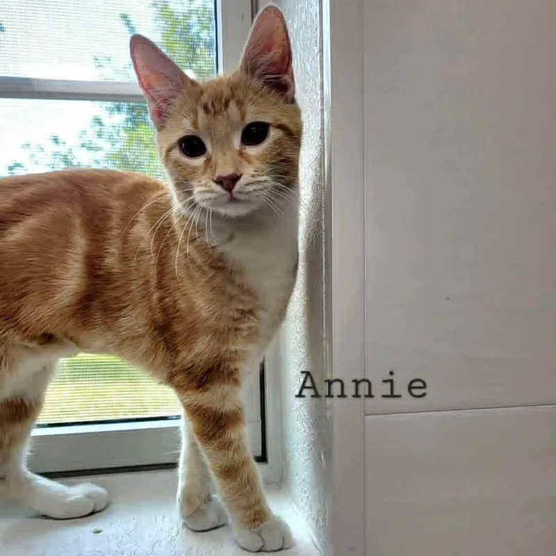 A young medium-sized female Orange & White Tabby cat named Annie for adoption in Rushville, IL