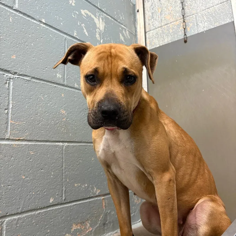An adult medium-sized female Yellow / Tan / Blond / Fawn Pit Bull Terrier dog named Joanne for adoption in Columbus, NC