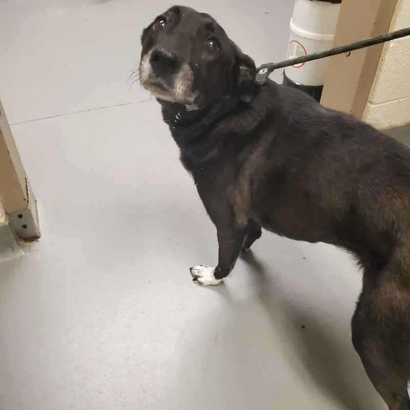 A senior medium-sized female Black Mixed Breed dog named Clara Bell for adoption in Asheville, NC