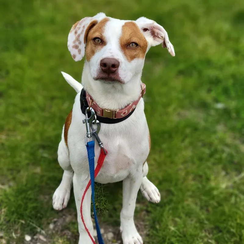 A young medium-sized female Red / Chestnut / Orange Cattle Dog dog named Paris  Home to for adoption in South Elgin, IL