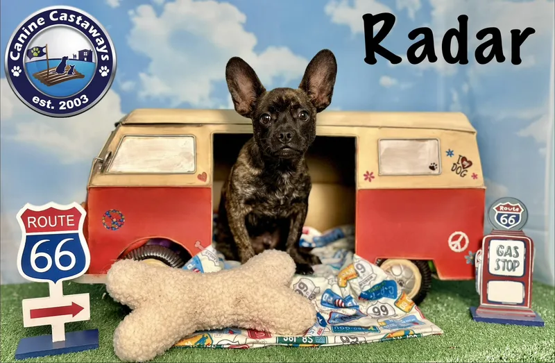 A baby small-sized male Brindle French Bulldog dog named Radar for adoption in Arcadia, FL