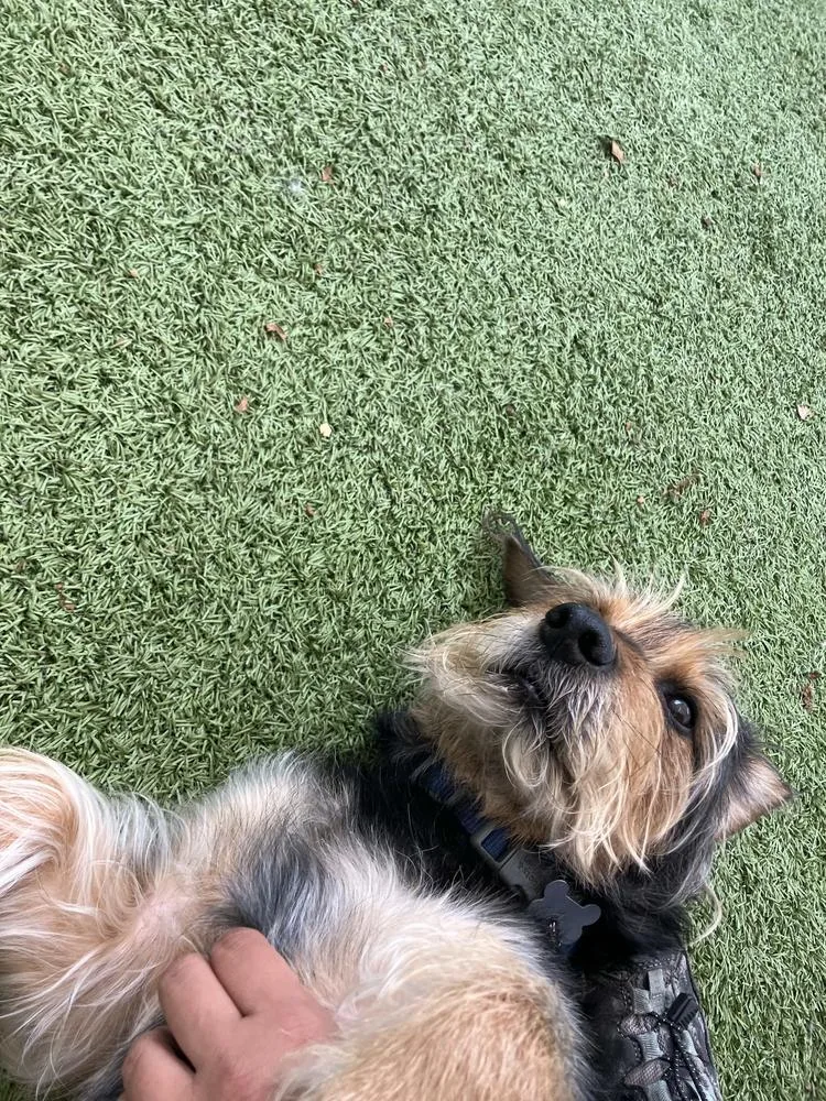 An adult medium-sized male Tricolor (Brown, Black, & White) Mixed Breed dog named Jones for adoption in Clinton Township, MI