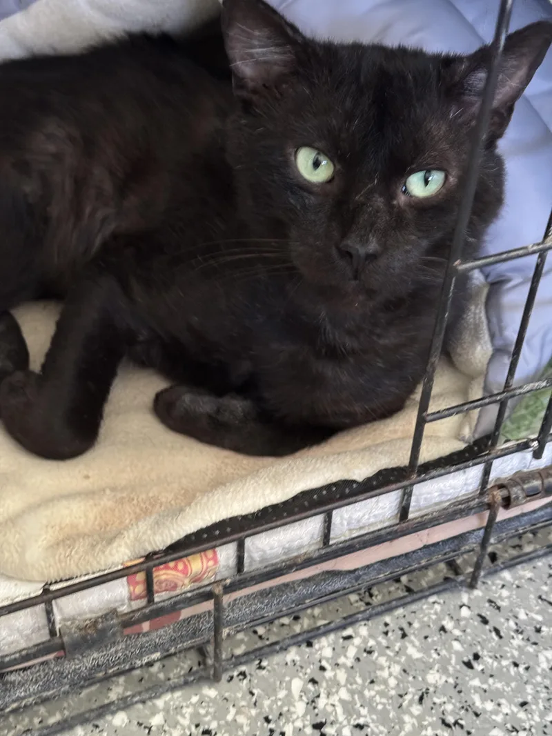 An adult medium-sized male Black Domestic Short Hair cat named Oliver for adoption in Long Beach, CA