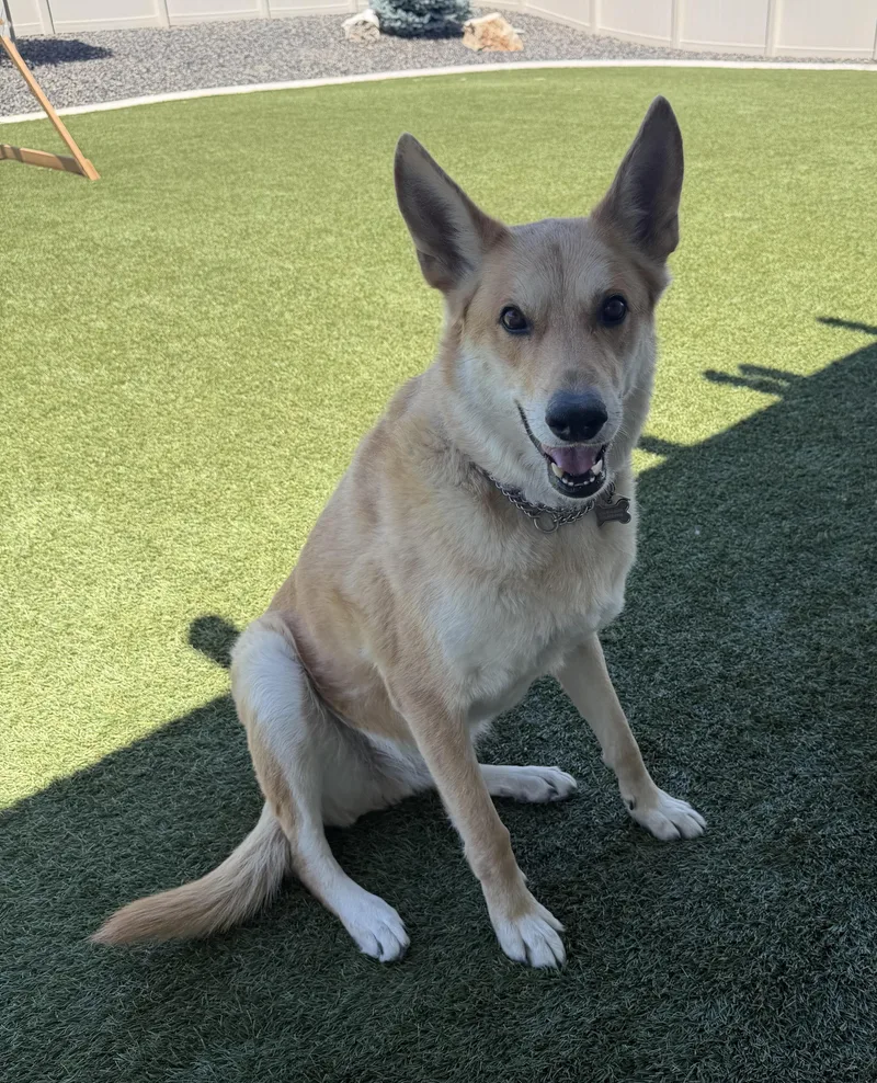 An adult large-sized male German Shepherd Dog dog named Koda & Daxter for adoption in Studio City, CA