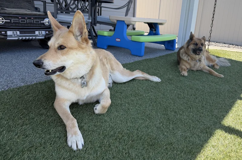 Koda & Daxter thumbnail 2