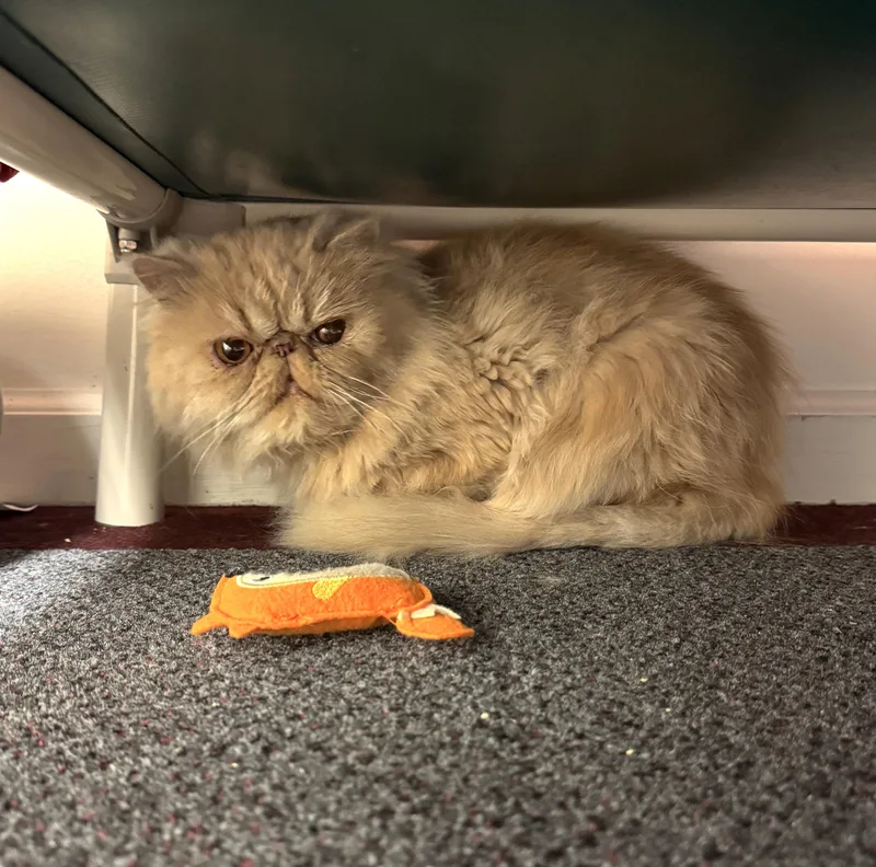 An adult medium-sized male Orange / Red Persian cat named Biscotti for adoption in Albany, NY