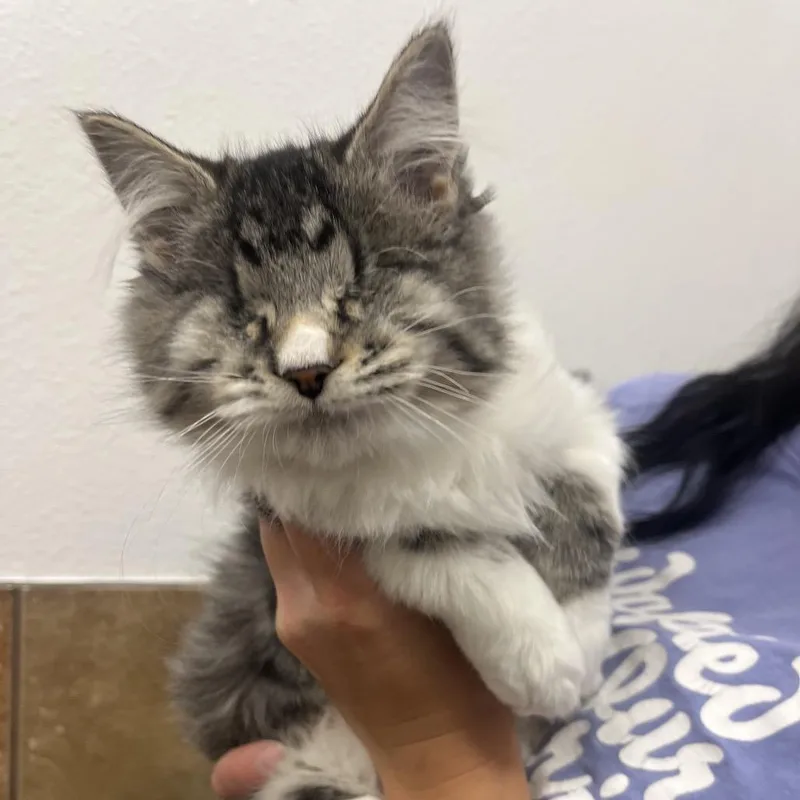 A baby small-sized female White Domestic Short Hair cat named Flo for adoption in Spokane, WA