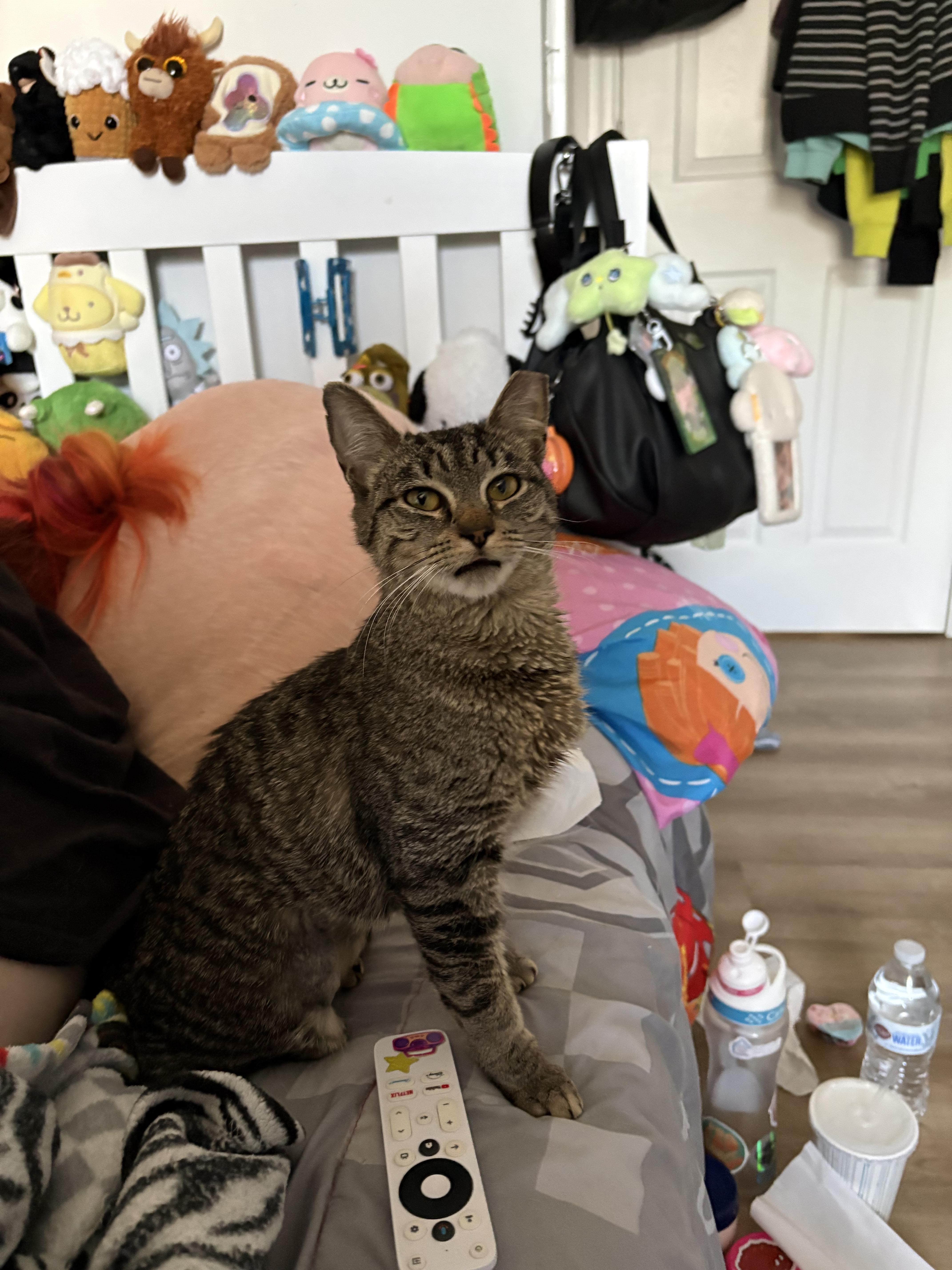 Jalapeño thumbnail 2