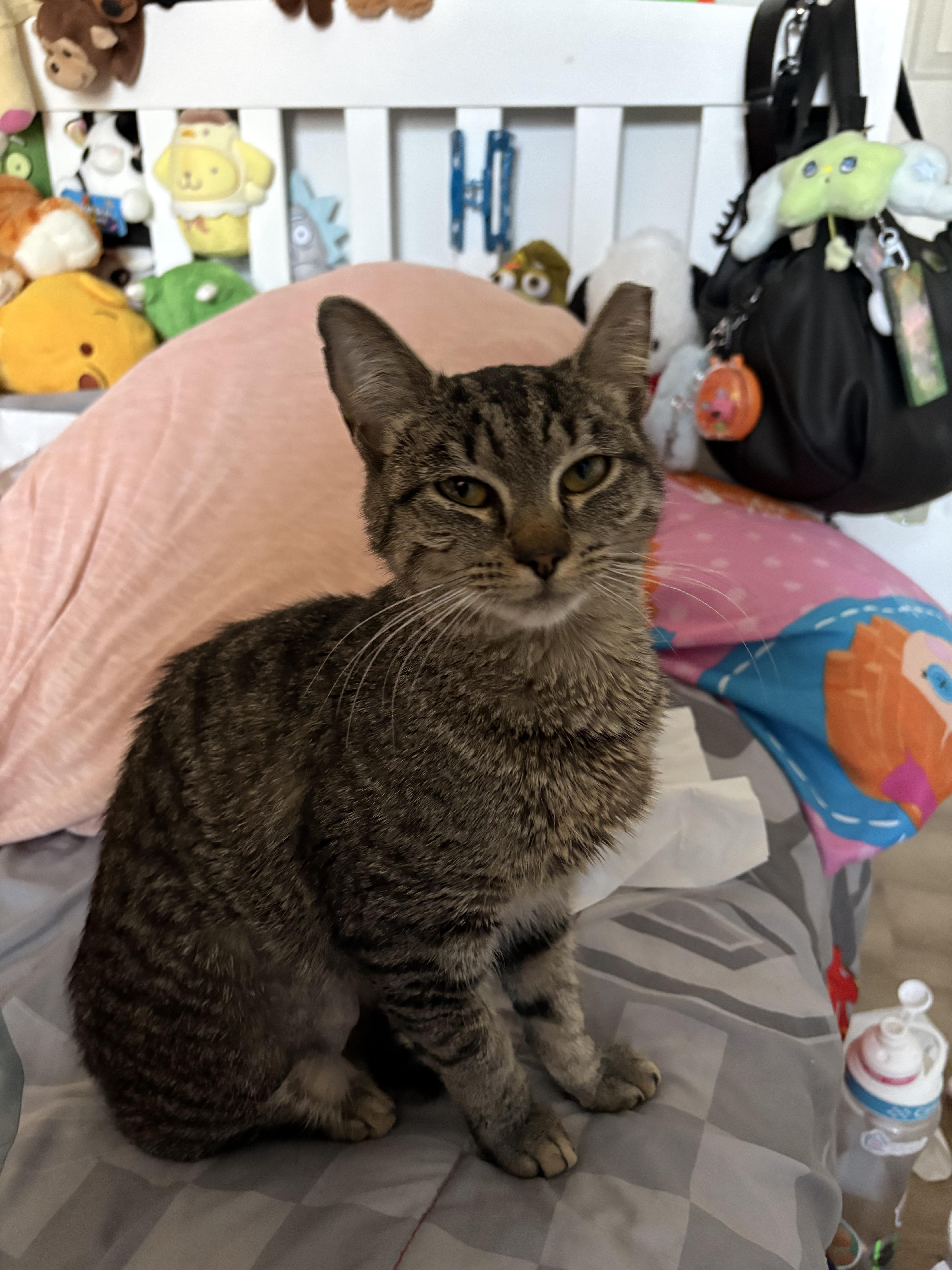 Jalapeño thumbnail 3