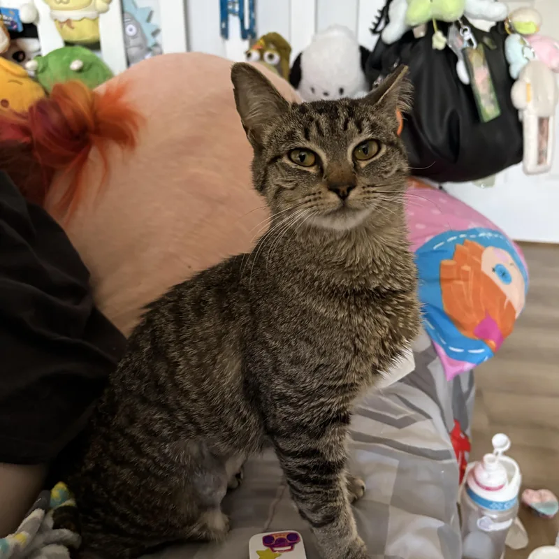A baby small-sized male Tabby (Brown / Chocolate) Domestic Short Hair cat named Jalapeño for adoption in Westville, NJ