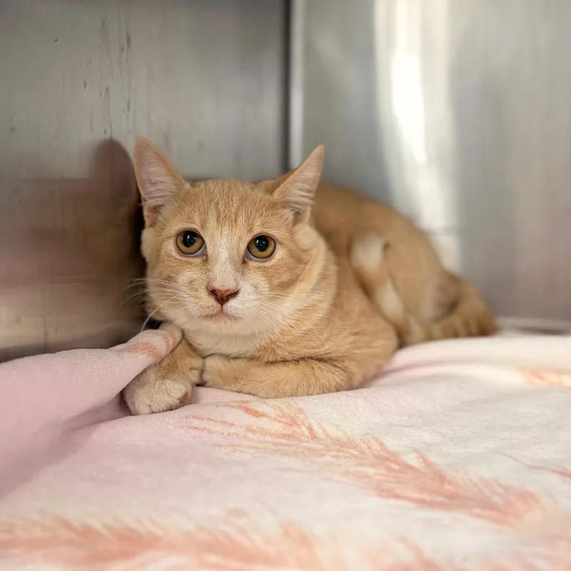 A baby medium-sized male Domestic Short Hair cat named Bandit for adoption in Spokane, WA