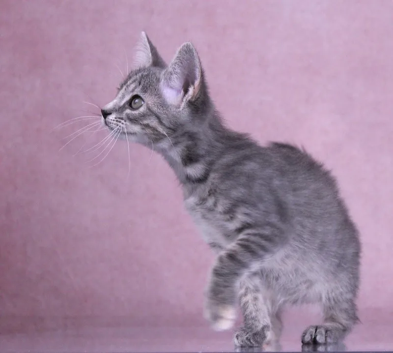 A baby medium-sized female Tabby (Gray / Blue / Silver) Domestic Short Hair cat named Muffin for adoption in Tuscaloosa, AL