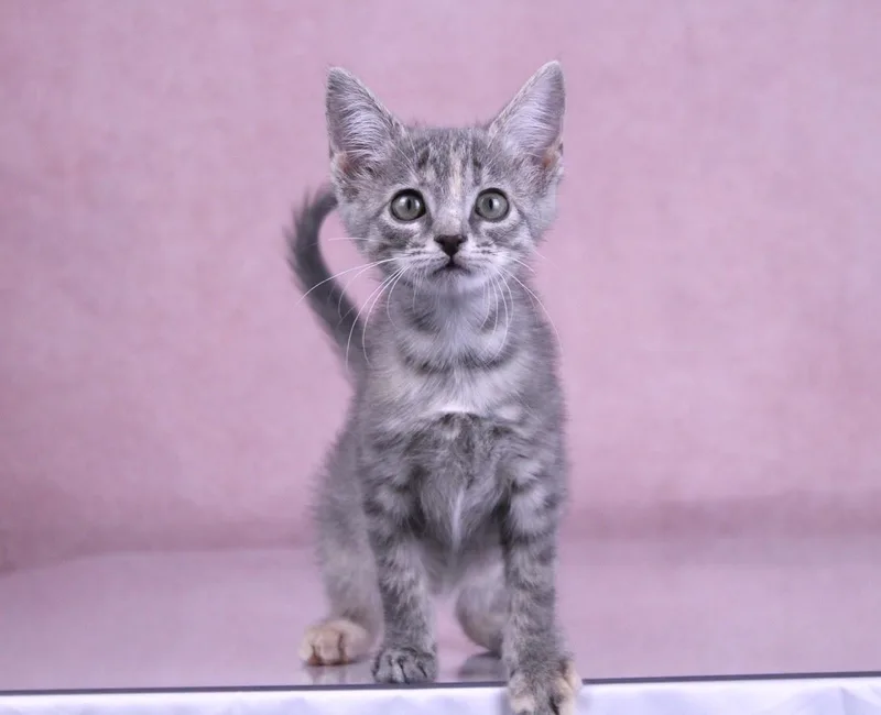Muffin thumbnail 2