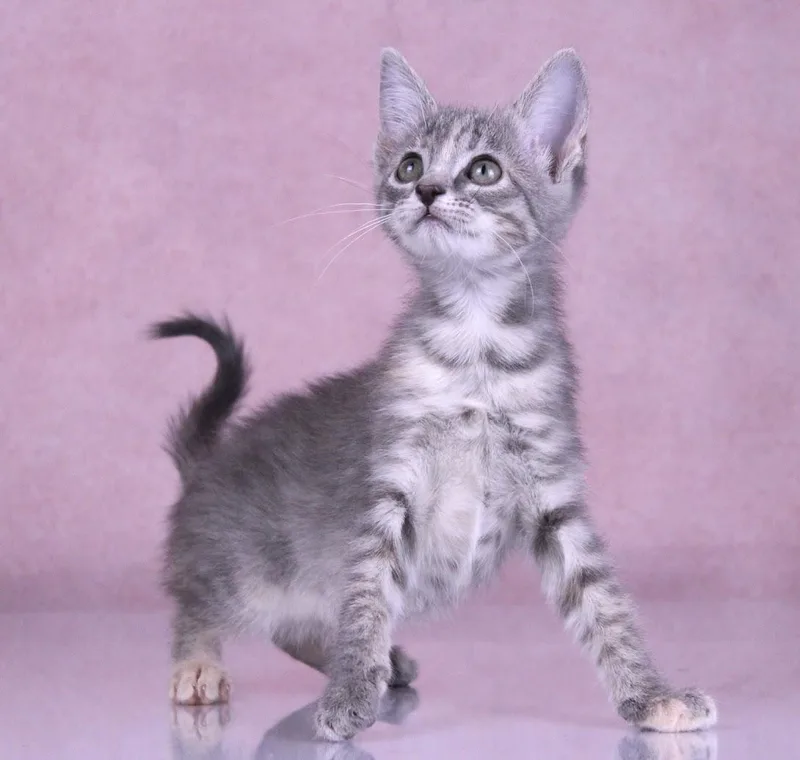 Muffin thumbnail 3
