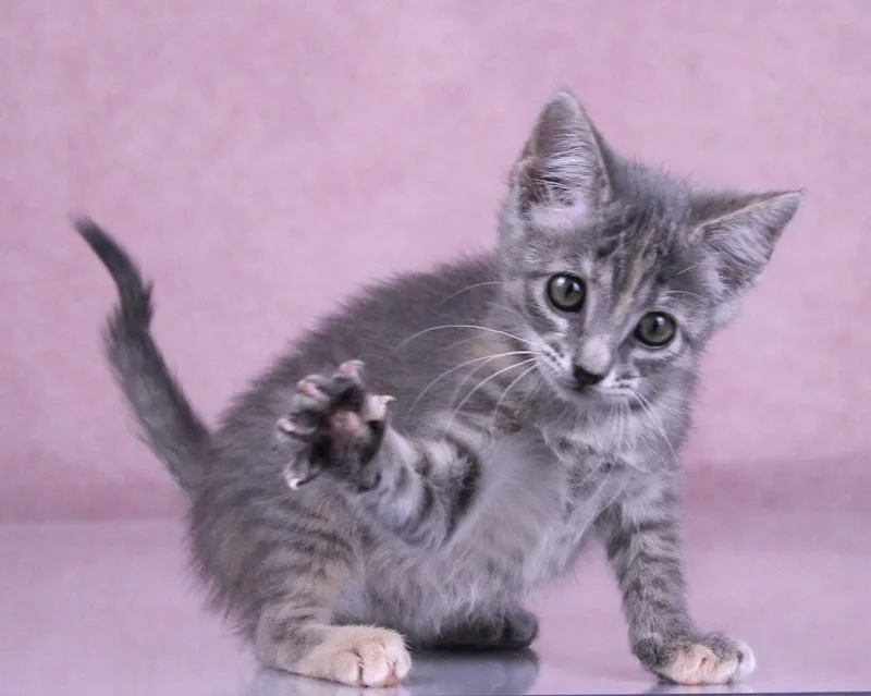 Muffin thumbnail 5