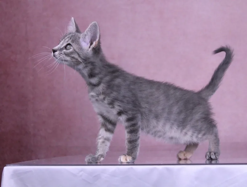 Muffin thumbnail 6