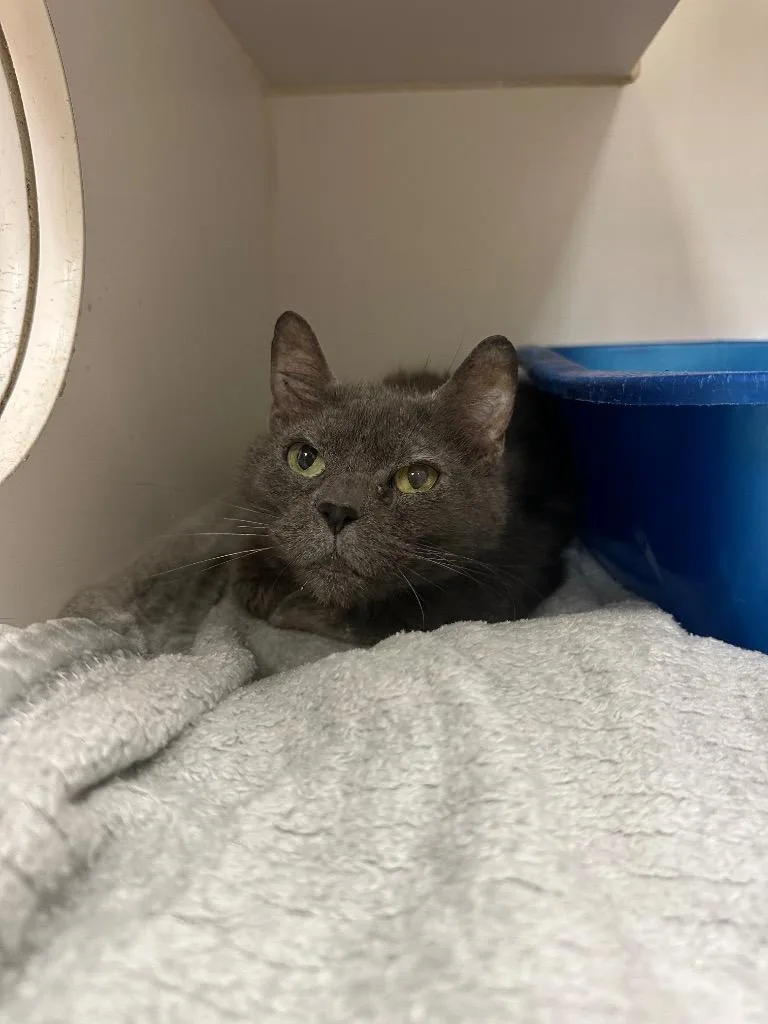 A senior medium-sized female Domestic Short Hair cat named Jazzy for adoption in Johnson City, TN