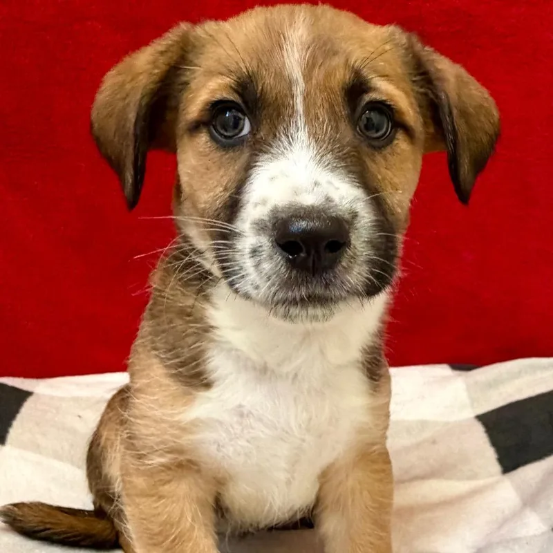 Headliner thumbnail 2