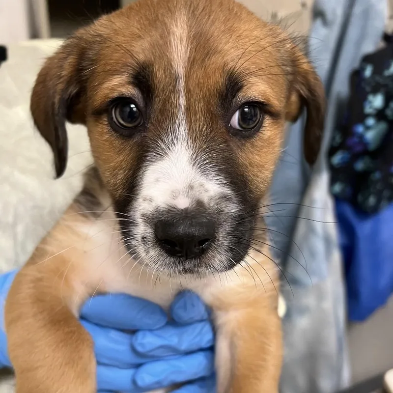 Headliner thumbnail 3