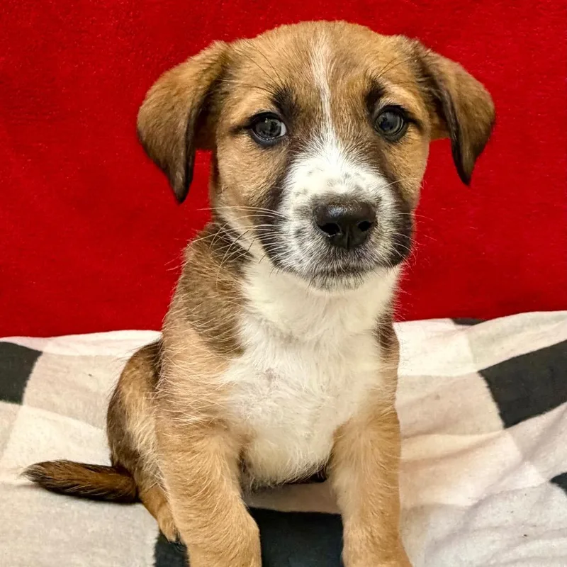 Headliner thumbnail 4