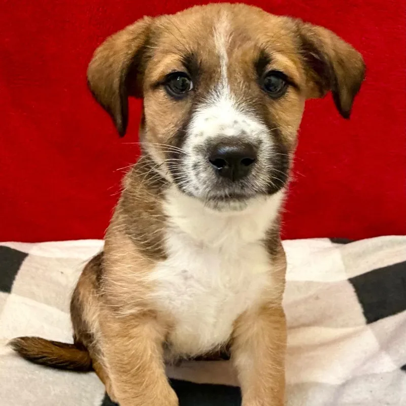 Headliner thumbnail 5