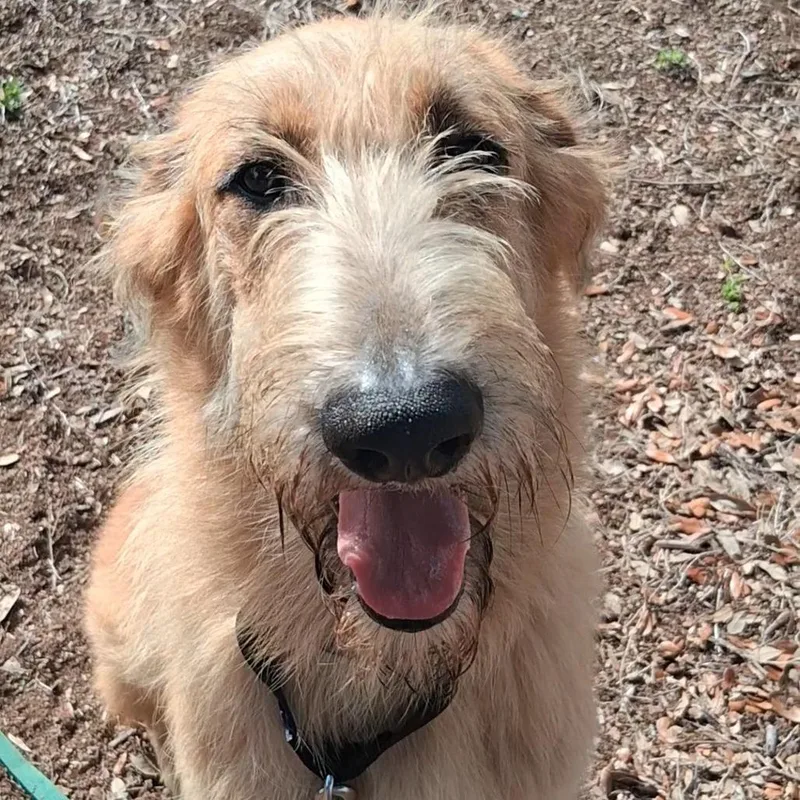 Shaggy