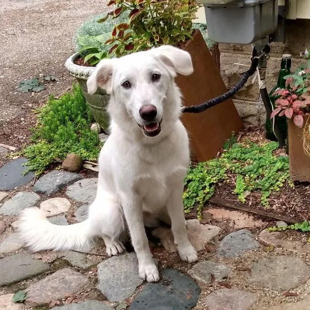 An adult medium-sized female Golden Retriever dog named Tiffany for adoption in Lansing, MI