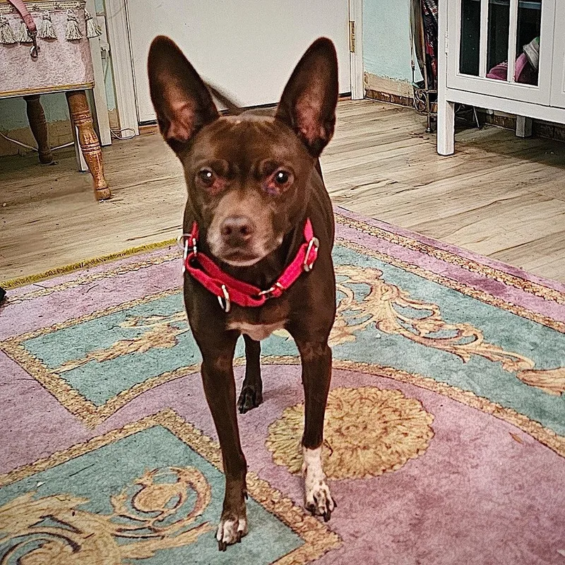 An adult small-sized female Rat Terrier dog named Nixie for adoption in Atlanta, GA