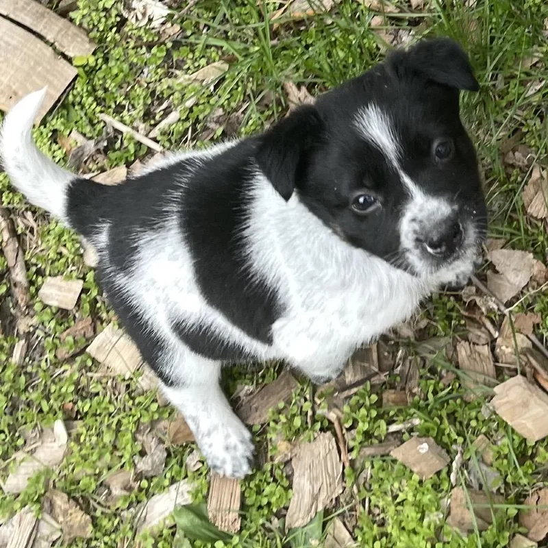 A baby small-sized male White / Cream Mixed Breed dog named Spinosaurus for adoption in Buffalo, MN