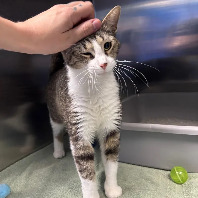 An adult medium-sized female Brown / Chocolate Domestic Short Hair cat named Junior for adoption in Grand Rapids, MI
