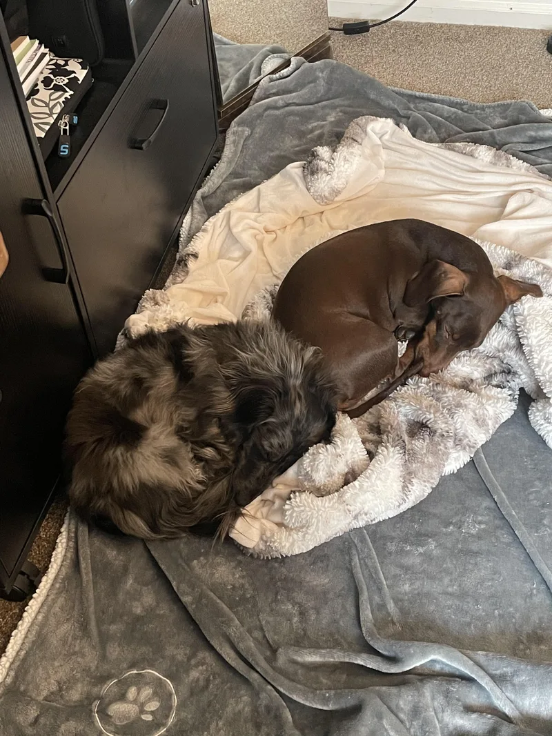 A young small-sized male Brown / Chocolate Dachshund dog named Tony for adoption in Sandy, UT