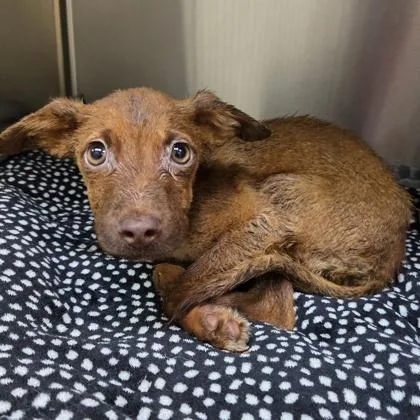An adult medium-sized male Mixed Breed dog named Roo for adoption in Merriam, KS